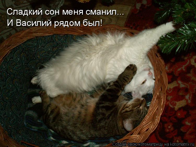 Котоматрица: Сладкий сон меня сманил... И Василий рядом был!