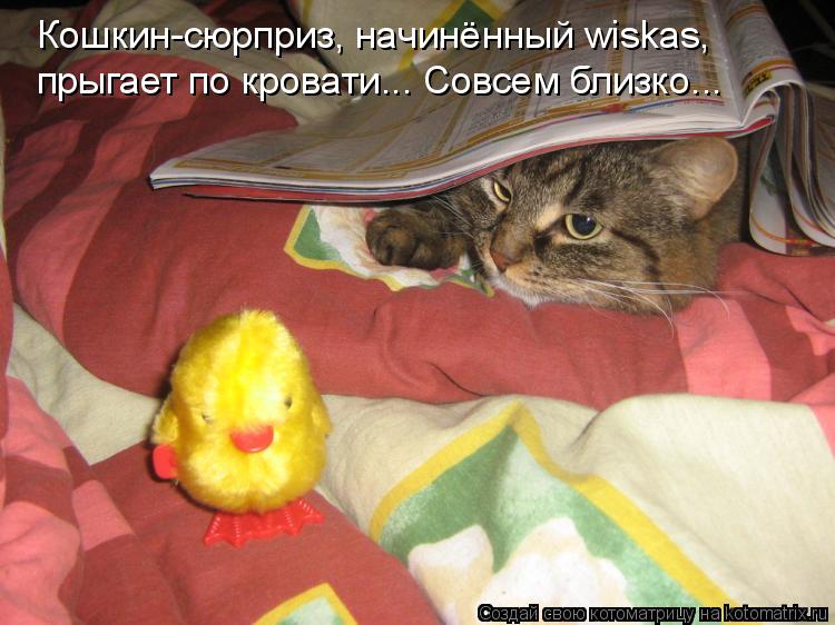 Котоматрица: Кошкин-сюрприз, начинённый wiskas, прыгает по кровати... Совсем близко...