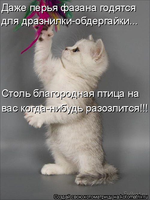 Котоматрица: Даже перья фазана годятся  для дразнилки-обдергайки...  Столь благородная птица на вас когда-нибудь разозлится!!!