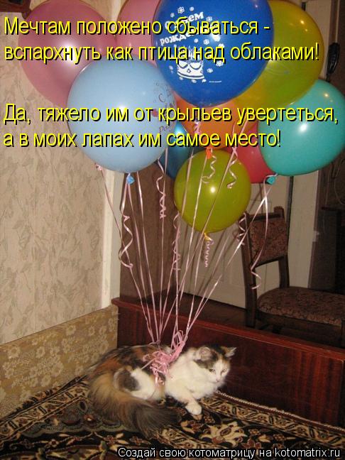 Котоматрица: Мечтам положено сбываться - вспархнуть как птица над облаками! Да, тяжело им от крыльев увертеться, а в моих лапах им самое место!
