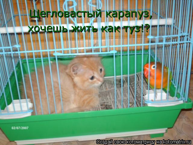 Котоматрица: Щегловастый карапуз, хочешь жить как туз!?
