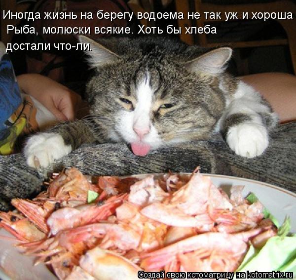 Котоматрица: Иногда жизнь на берегу водоема не так уж и хороша Рыба, молюски всякие. Хоть бы хлеба достали что-ли.