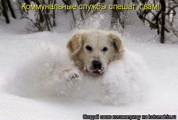Котоматрица: Коммунальные службы спешат к вам!
