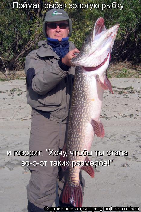 Котоматрица: Поймал рыбак золотую рыбку и говорит: "Хочу, чтобы ты стала во-о-от таких размеров!"