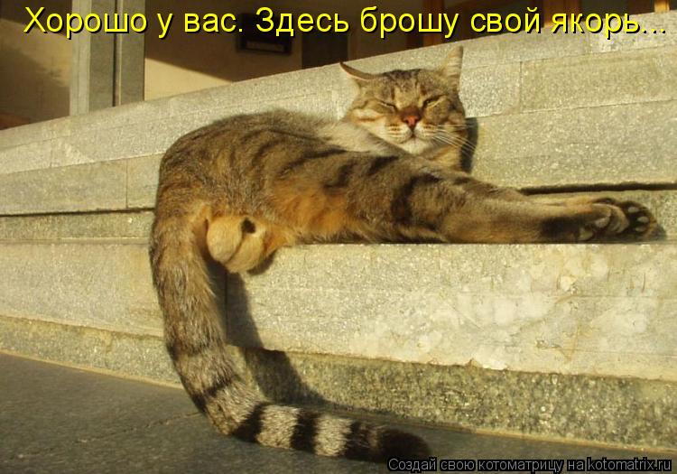 Котоматрица: Хорошо у вас. Здесь брошу свой якорь...