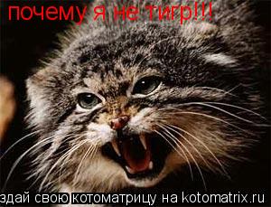 Котоматрица: почему я не тигр!!!