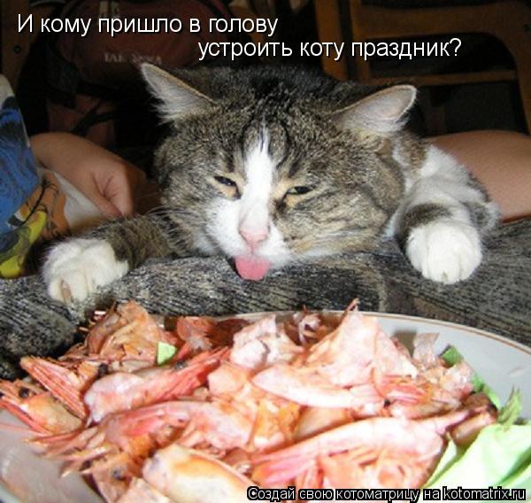 Котоматрица: И кому пришло в голову устроить коту праздник?