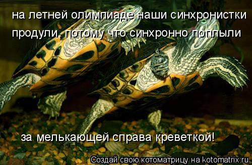 Котоматрица: на летней олимпиаде наши синхронистки продули, потому что синхронно поплыли  за мелькающей справа креветкой!