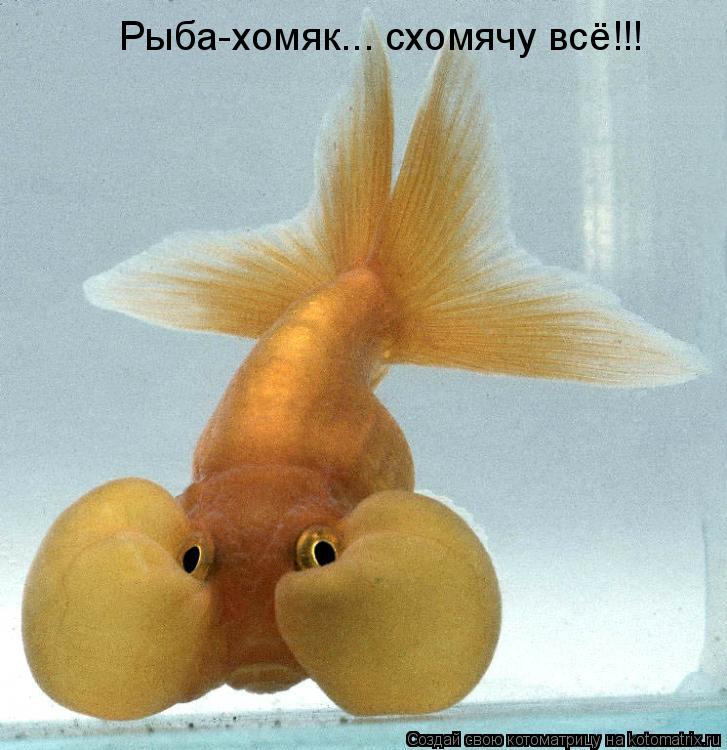 Рыба-хомяк... схомячу всё!!!... Котоматрица: Рыба-хомяк... схомячу всё!!!