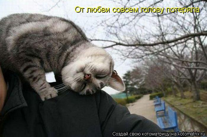 Котоматрица: От любви совсем голову потеряла