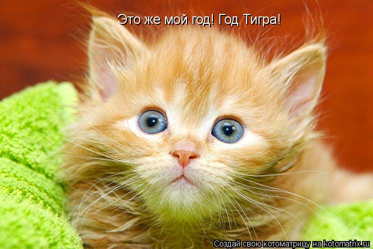 Котоматрица: Это же мой год! Год Тигра!