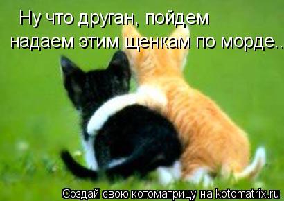 Котоматрица: Ну что друган, пойдем надаем этим щенкам по морде..