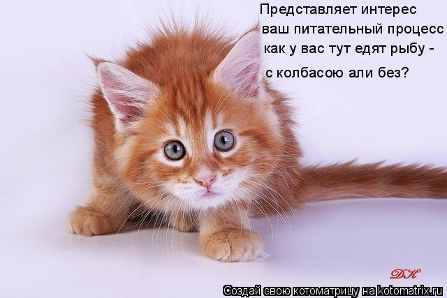 Представляет интерес ваш питательный процесс как у вас тут едят рыбу - с колбасою али без?... Котоматрица: Представляет интерес ваш питательный процесс как у вас тут едят рыбу - с колбасою али без?