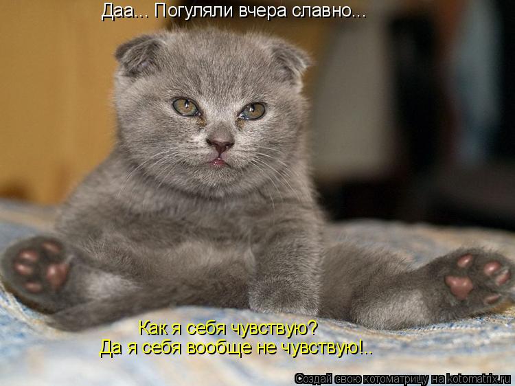 Даа... Погуляли вчера славно... Как я себя чувствую? Да я себя вообще не чувствую!..... Котоматрица: Даа... Погуляли вчера славно... Как я себя чувствую? Да я себя вообще не чувствую!..