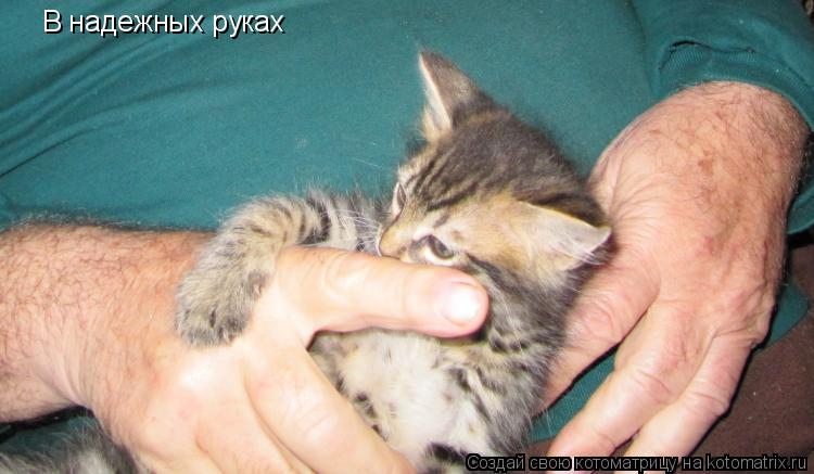 В надежных руках... Котоматрица: В надежных руках