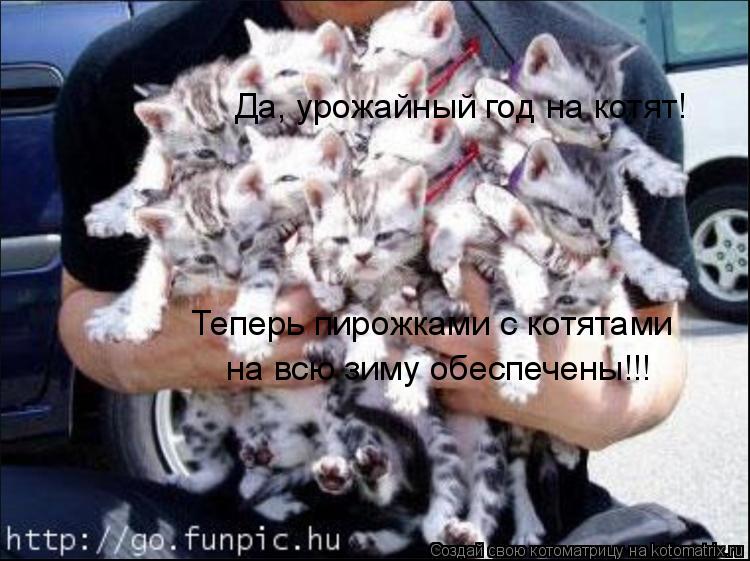 Да, урожайный год на котят! Теперь пирожками с котятами на всю зиму обеспечены!!!... Котоматрица: Да, урожайный год на котят! Теперь пирожками с котятами на всю зиму обеспечены!!!