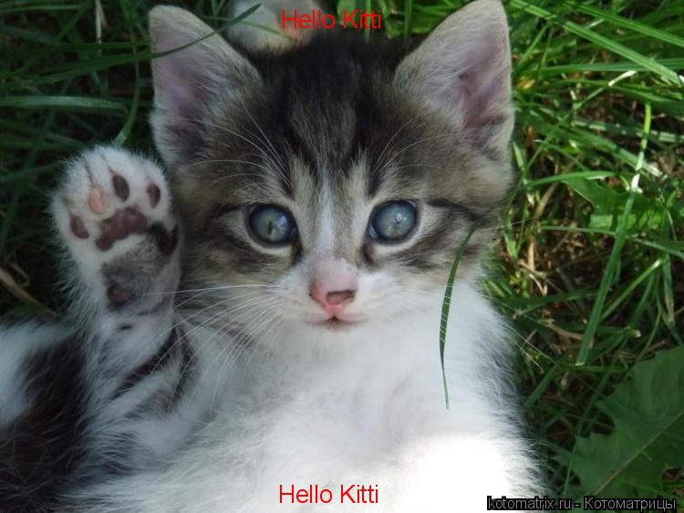 Hello Kitti Hello Kitti... Котоматрица: Hello Kitti Hello Kitti