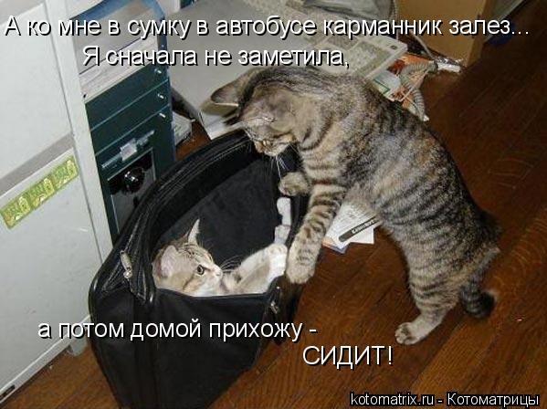 А ко мне в сумку в автобусе карманник залез... Я сначала не заметила, а потом домой прихожу - СИДИТ... Котоматрица: А ко мне в сумку в автобусе карманник залез... Я сначала не заметила, а потом домой прихожу - СИДИТ!