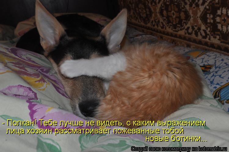 - Полкан! Тебе лучше не видеть, с каким выражением лица хозяин рассматривает пожеванные тобой новые б... Котоматрица: - Полкан! Тебе лучше не видеть, с каким выражением лица хозяин рассматривает пожеванные тобой новые ботинки...