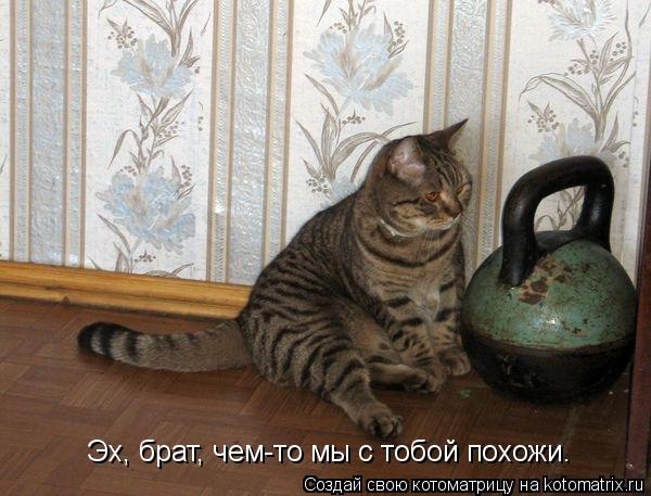 Эх, брат, чем-то мы с тобой похожи…... Котоматрица: Эх, брат, чем-то мы с тобой похожи…
