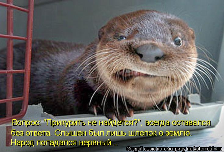 Вопрос: "Прикурить не найдется?", всегда оставался без ответа. Слышен был лишь шлепок о землю. Народ ... Котоматрица: Вопрос: "Прикурить не найдется?", всегда оставался без ответа. Слышен был лишь шлепок о землю. Народ попадался нервный...