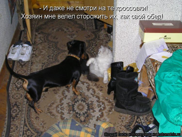 - И даже не смотри на те кроссовки! Хозяин мне велел сторожить их, как свой обед!... Котоматрица: - И даже не смотри на те кроссовки! Хозяин мне велел сторожить их, как свой обед!
