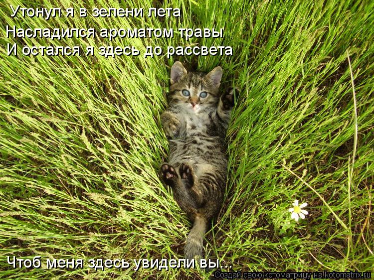 Утонул я в зелени лета И остался я здесь до рассвета Насладился ароматом травы Чтоб меня здесь увидел... Котоматрица: Утонул я в зелени лета И остался я здесь до рассвета Насладился ароматом травы Чтоб меня здесь увидели вы...