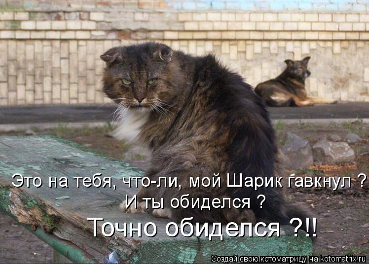 Это на тебя, что-ли, мой Шарик гавкнул ? И ты обиделся ? Точно обиделся ?!!... Котоматрица: Это на тебя, что-ли, мой Шарик гавкнул ? И ты обиделся ? Точно обиделся ?!!