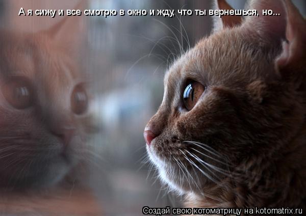 А я сижу и все смотрю в окно и жду, что ты вернешься, но...... Котоматрица: А я сижу и все смотрю в окно и жду, что ты вернешься, но...