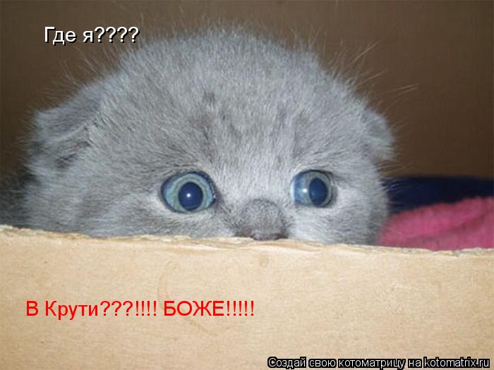 Где я???? В Крути???!!!! БОЖЕ!!!!!... Котоматрица: Где я???? В Крути???!!!! БОЖЕ!!!!!