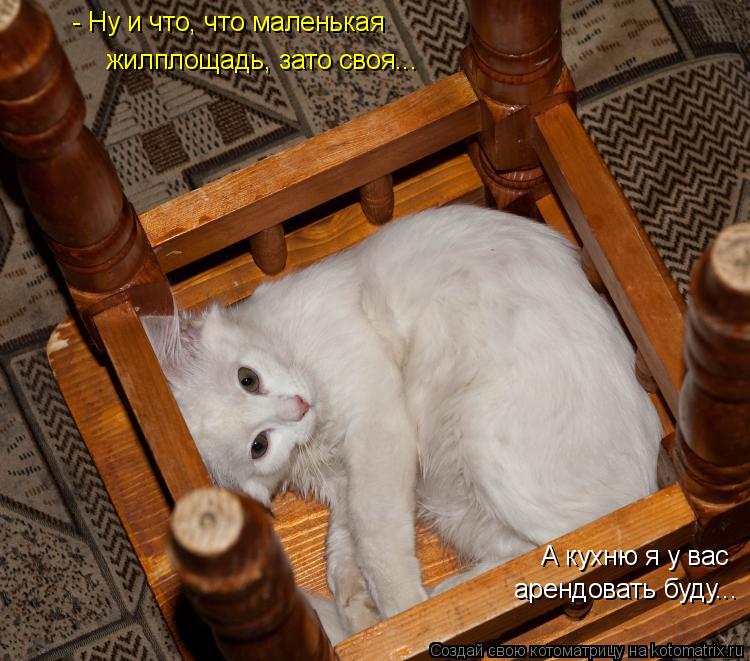 - Ну и что, что маленькая жилплощадь, зато своя... А кухню я у вас арендовать буду...... Котоматрица: - Ну и что, что маленькая жилплощадь, зато своя... А кухню я у вас арендовать буду...