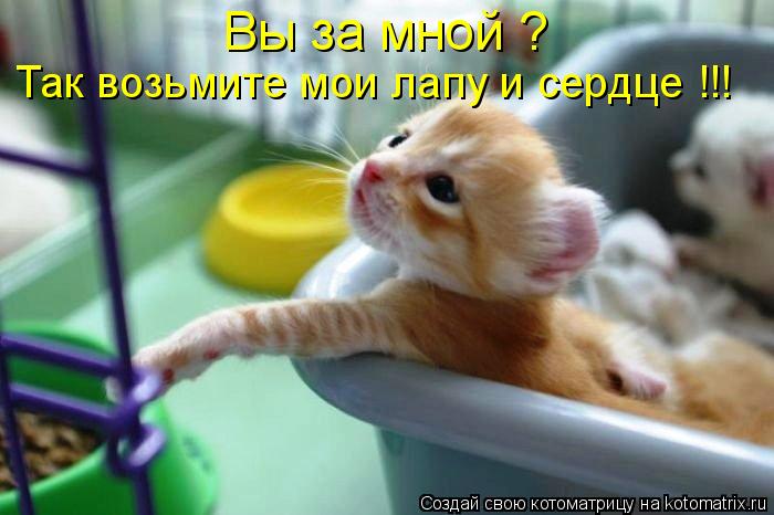 Так возьмите мои лапу и сердце !!! Вы за мной ?... Котоматрица: Так возьмите мои лапу и сердце !!! Вы за мной ?