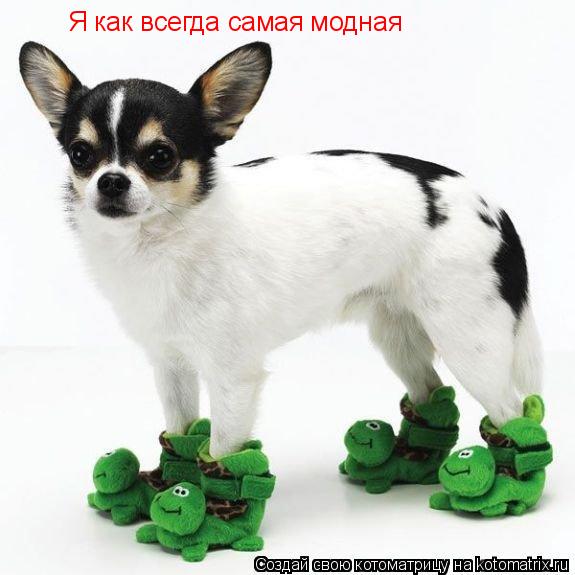 Котоматрица: Я как всегда самая модная