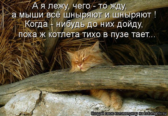А я лежу, чего - то жду, а мыши всё шныряют и шныряют ! Когда - нибудь до них дойду, пока ж котлета т... Котоматрица: А я лежу, чего - то жду, а мыши всё шныряют и шныряют ! Когда - нибудь до них дойду, пока ж котлета тихо в пузе тает...