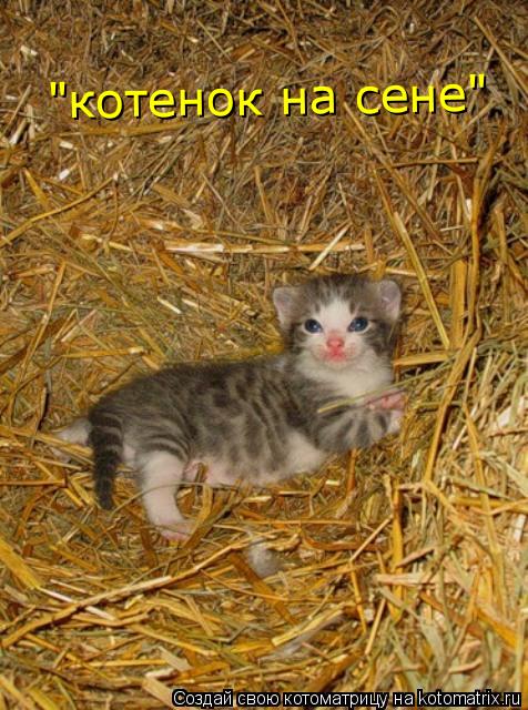 Котоматрица: "котенок на сене"