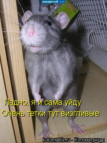 Ладно, я и сама уйду Очень тетки тут визгливые... Котоматрица: Ладно, я и сама уйду Очень тетки тут визгливые