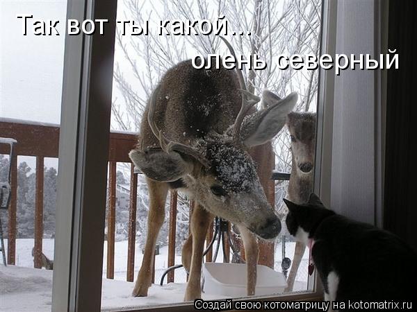 Так вот ты какой... олень северный... Котоматрица: Так вот ты какой... олень северный
