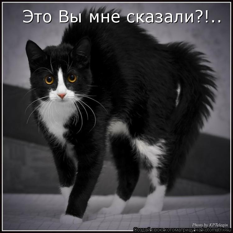 Это Вы мне сказали?!..... Котоматрица: Это Вы мне сказали?!..