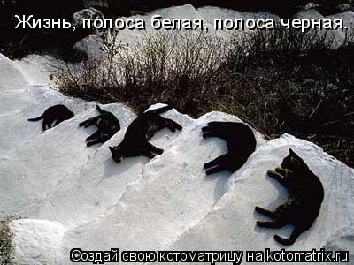 Жизнь, полоса белая, полоса черная.... Котоматрица: Жизнь, полоса белая, полоса черная.