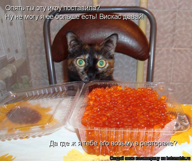 Опять ты эту икру поставила? Ну не могу я ее больше есть! Вискас давай! Да где ж я тебе его возьму в ... Котоматрица: Опять ты эту икру поставила? Ну не могу я ее больше есть! Вискас давай! Да где ж я тебе его возьму в ресторане?