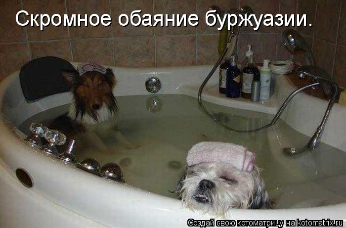 Скромное обаяние буржуазии.... Котоматрица: Скромное обаяние буржуазии.