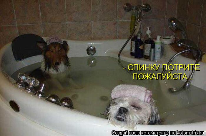 - СПИНКУ ПОТРИТЕ ПОЖАЛУЙСТА...... Котоматрица: - СПИНКУ ПОТРИТЕ ПОЖАЛУЙСТА...