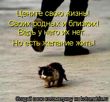 Цените свою жизнь! Своих родных и близких! Ведь у него их нет... Но есть желание жить!... Котоматрица: Цените свою жизнь! Своих родных и близких! Ведь у него их нет... Но есть желание жить!