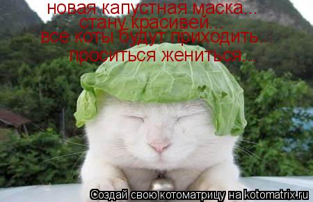 новая капустная маска... стану красивей... все коты будут приходить... проситься жениться...... Котоматрица: новая капустная маска... стану красивей... все коты будут приходить... проситься жениться...