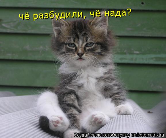 чё разбудили, чё нада?... Котоматрица: чё разбудили, чё нада?