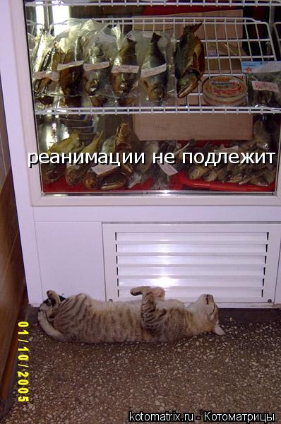 реанимации не подлежит... Котоматрица: реанимации не подлежит