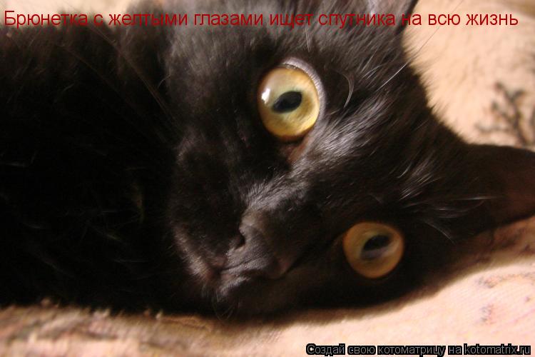 Брюнетка с желтыми глазами ищет спутника на всю жизнь... Котоматрица: Брюнетка с желтыми глазами ищет спутника на всю жизнь