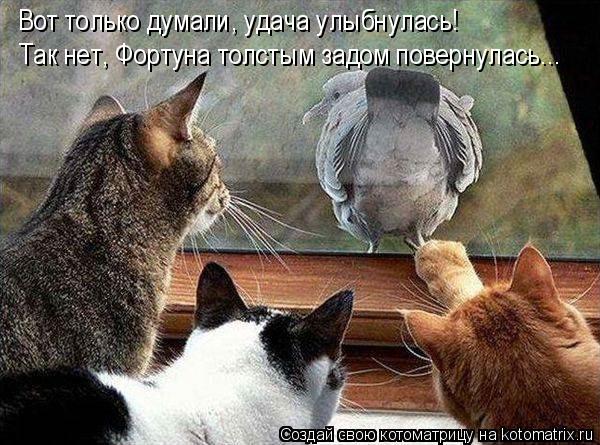 Котоматрица: Так нет, Фортуна толстым задом повернулась... Вот только думали, удача улыбнулась!