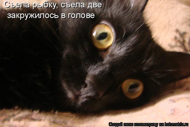 Съела рыбку, съела две закружилось в голове... Котоматрица: Съела рыбку, съела две закружилось в голове