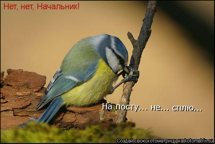 Нет, нет, Начальник! На посту... не... сплю...... Котоматрица: Нет, нет, Начальник! На посту... не... сплю...